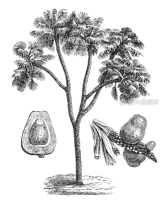Doum palm (Hyphaene thebaica) -复古雕刻插图